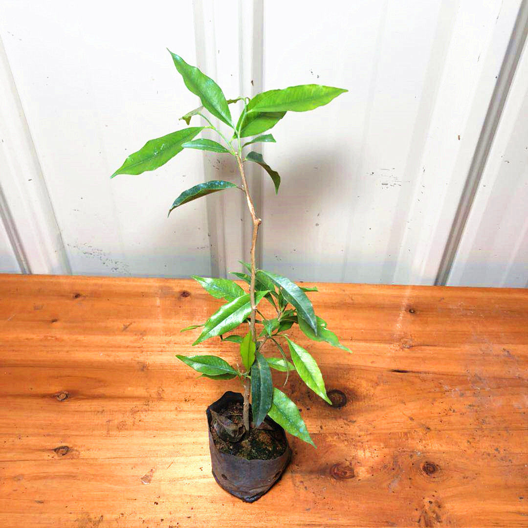 小叶紫檀 海南沉香苗 海南黄花梨 金丝楠树苗 带叶带土杯发货