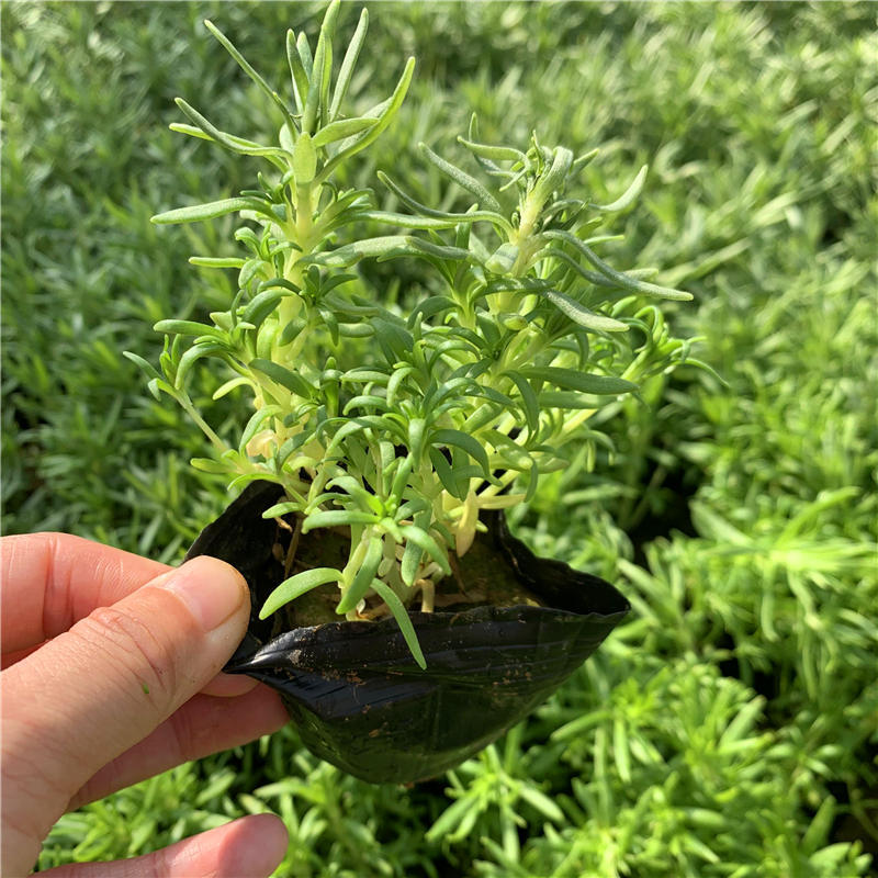 绿叶佛甲草 多年生草本 佛指甲小苗 山东花卉种植基地