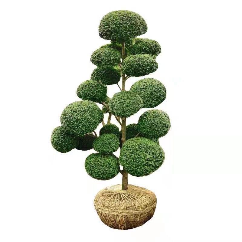 小叶女贞造型树桩盆景球型大苗庭院别墅绿化四季常青苗木花园耐寒