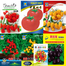 种子批发袋装圣女果贝贝蔬菜种子水果黑珍珠小西红柿番茄玉米菜种