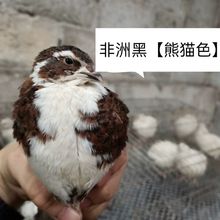 法国巨型肉鹌鹑受精蛋白沙维 法巨 麦脱 非洲黑熊猫沙维厂家直发