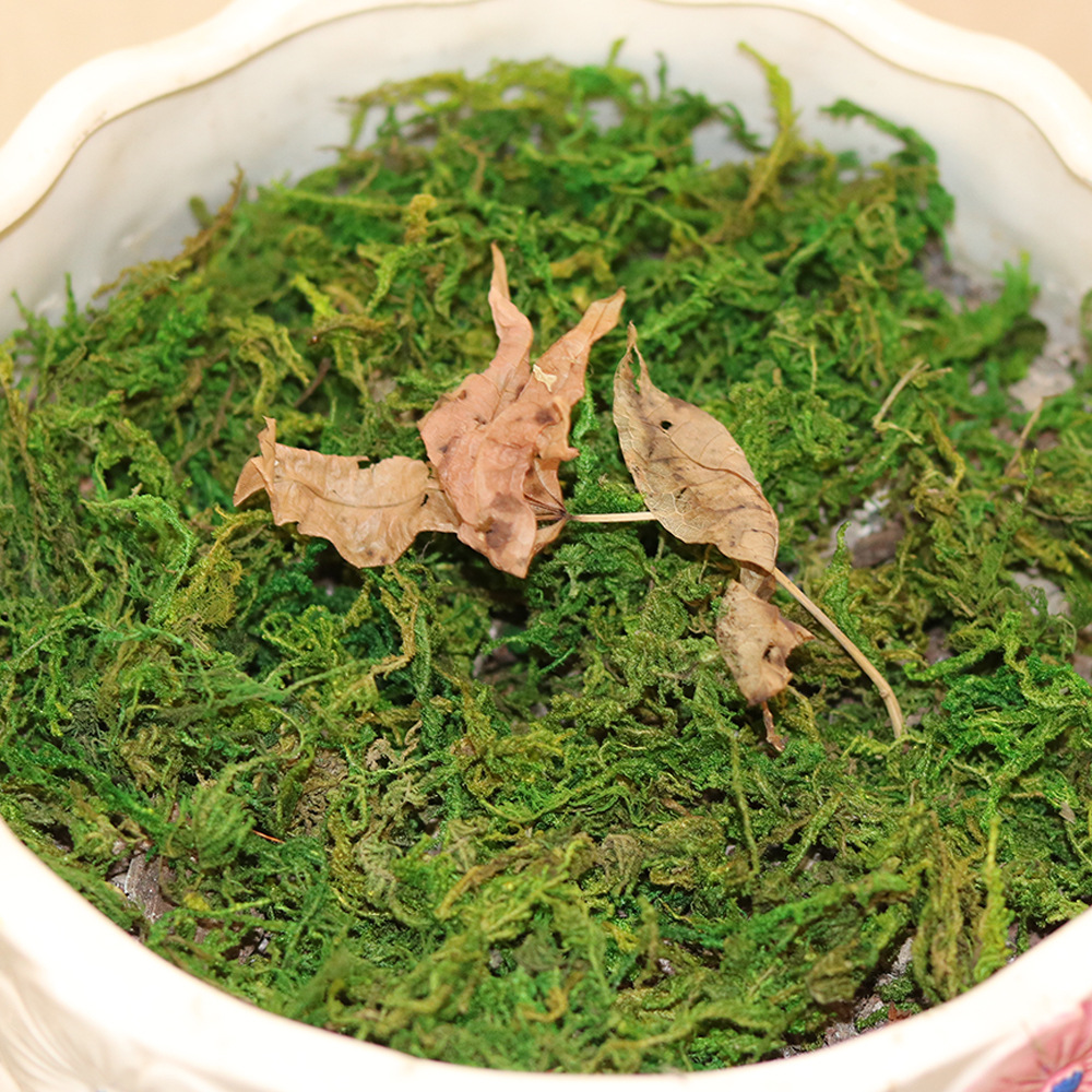 天然干苔藓水苔乌龟冬眠青苔运输垫材水草兰花石斛干苔藓嫁接种植