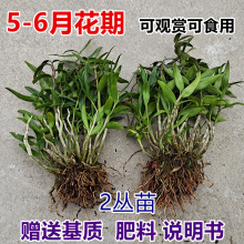 雁荡山铁皮石斛3年苗 办公桌石斛苗盆栽全部适用非霍山铁皮鲜条枫