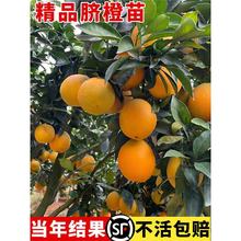 脐橙树苗当年结果爆甜多汁血橙果苗嫁接橙子树苗南方北方种植果树