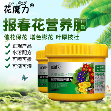 报春花专用营养肥盆栽院栽黔西叉梗曲柄散欧洲耳叶报春四季开花肥