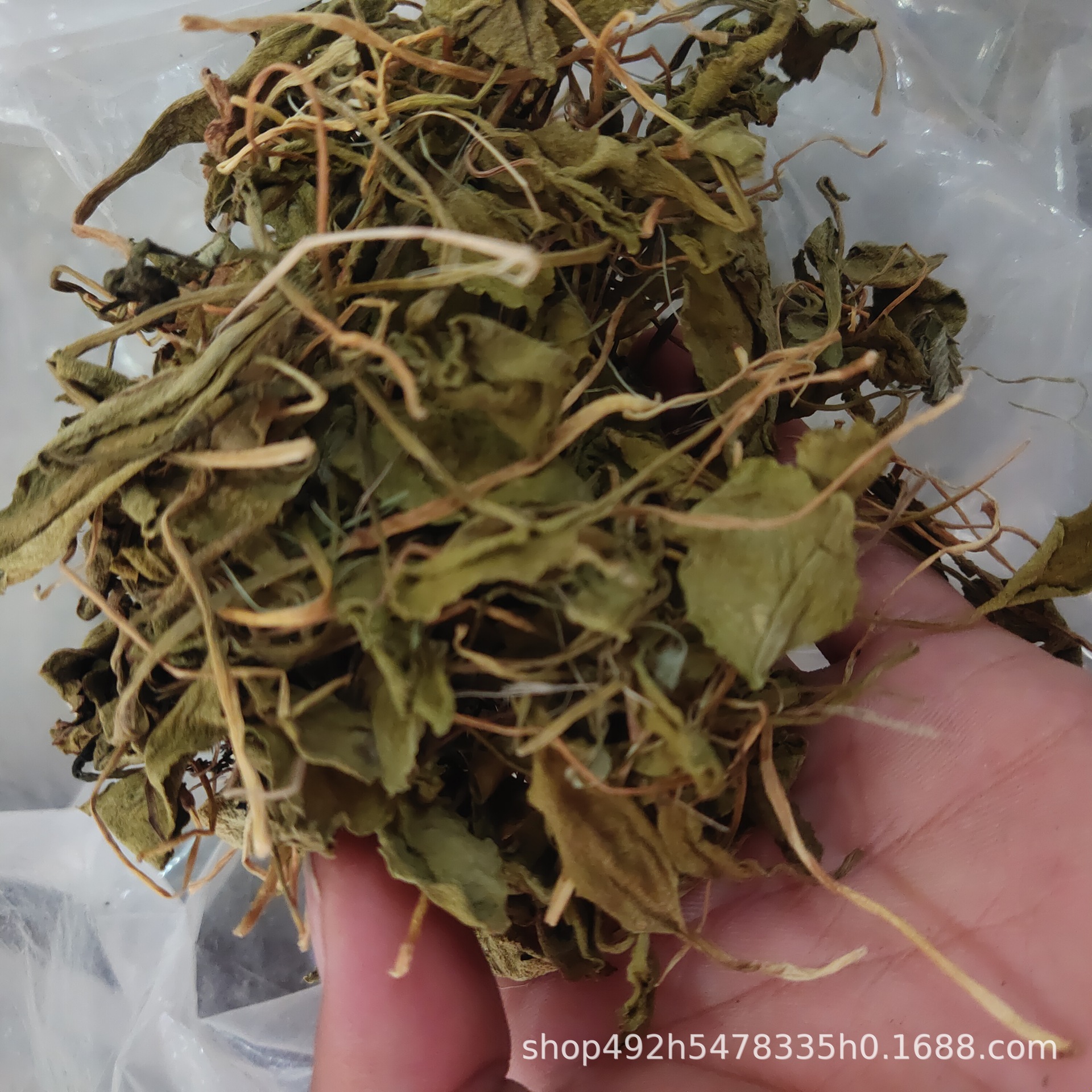 一支箭 云南普洱5月产 又名蛇须草 蛇咬子 青藤 正品包邮