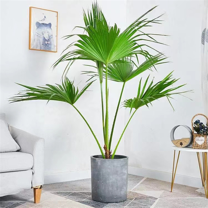 蒲葵棕榈树苗绿植大型扇子树盆栽耐寒室内观叶植物棕竹庭院四季