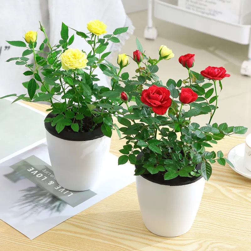 【带花苞发货]迷你玫瑰花苗盆栽四季开花不断好养钻石玫瑰小月季