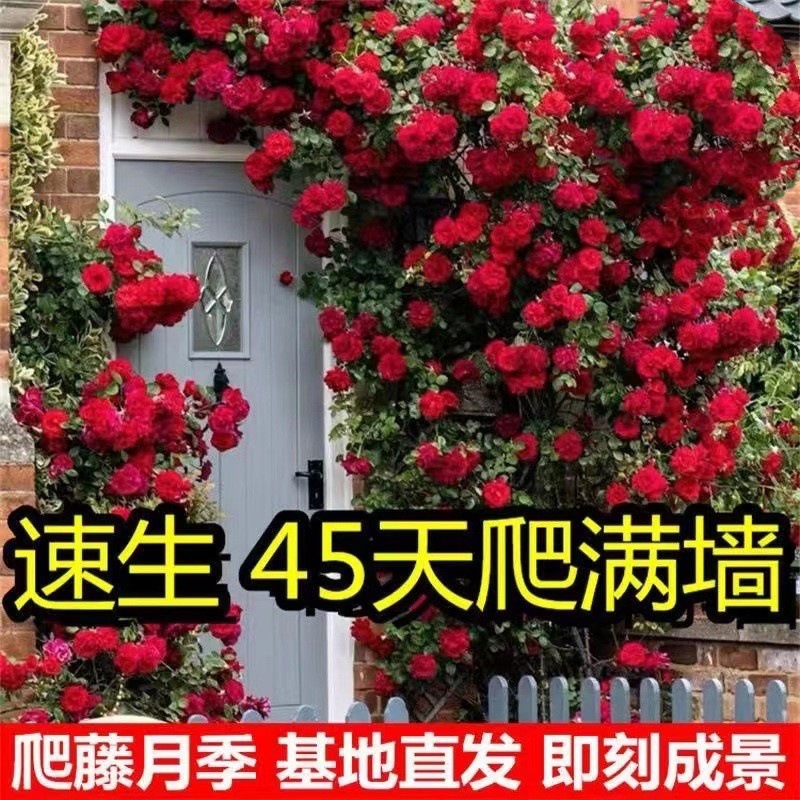 蔷薇花苗藤本月季特大花树爬藤植物阳台爬墙花卉玫瑰盆栽四季开花