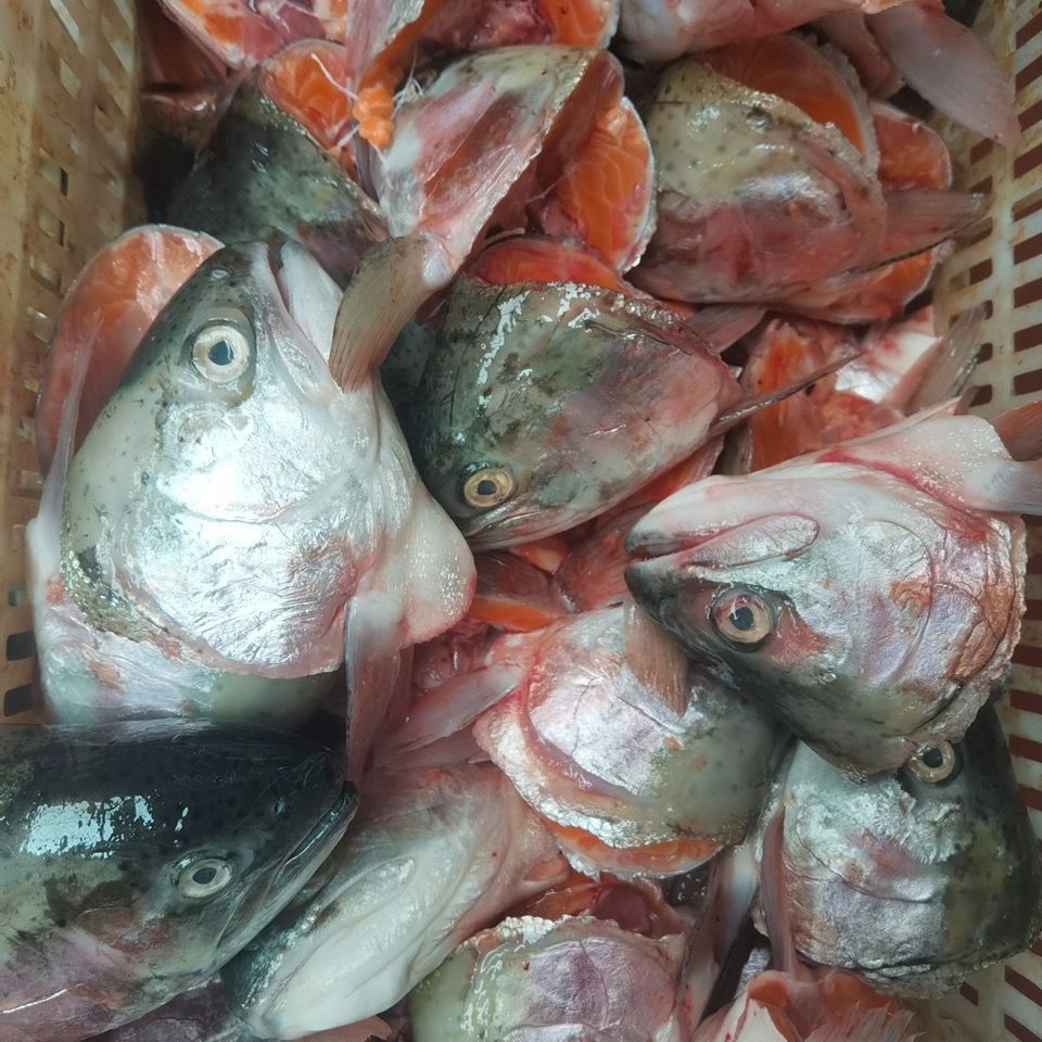 虹鳟三文鱼鱼头新鲜超大烧烤炖汤 鱼头真空包装新鲜每个6两以上