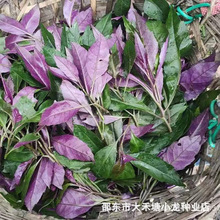 天然补血紫背菜种子天葵血皮菜红凤菜四川特色营养观音菜蔬菜种籽