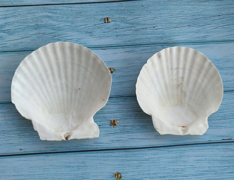天然海螺贝壳超大白扇贝夏夷贝地中海家居水族装饰造景彩色狮爪贝