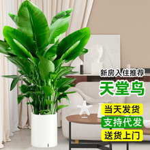 天堂鸟绿植大盆栽客厅室内办公室新房乔迁大型植物盆景四季好养活
