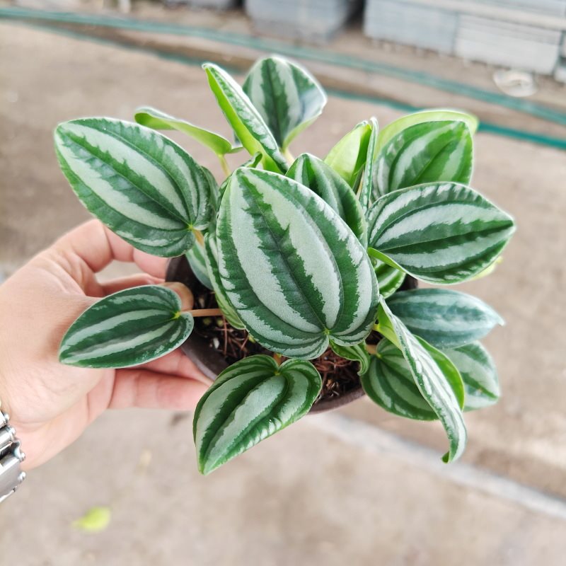 伴兮 椒草系列椒草锦西瓜皮椒草斑马红宝石室内观叶绿植ins风盆栽