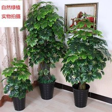 假树滴水观音绿植植物落地盆栽大型客厅盆景假花装饰塑料花艺