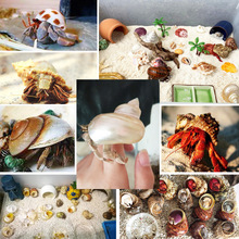 8JDK寄居蟹壳卷贝鱼替换专用壳天然海螺壳繁殖鱼缸造景水族箱装饰