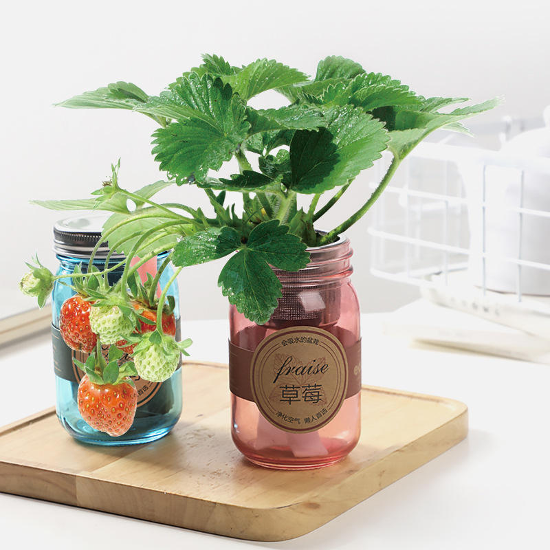 ecoey儿童种植小盆栽手工diy小花农植物益智迷你盆栽观察日记发芽