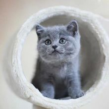 蓝猫蓝白幼猫猫咪超可爱幼崽短毛宠物猫超级黏人小可爱英短网红跨