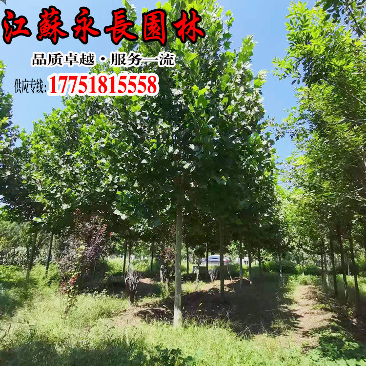 包邮或首单立减冠幅(cm)200-550地径(cm)买家服务支付方式三球悬铃木