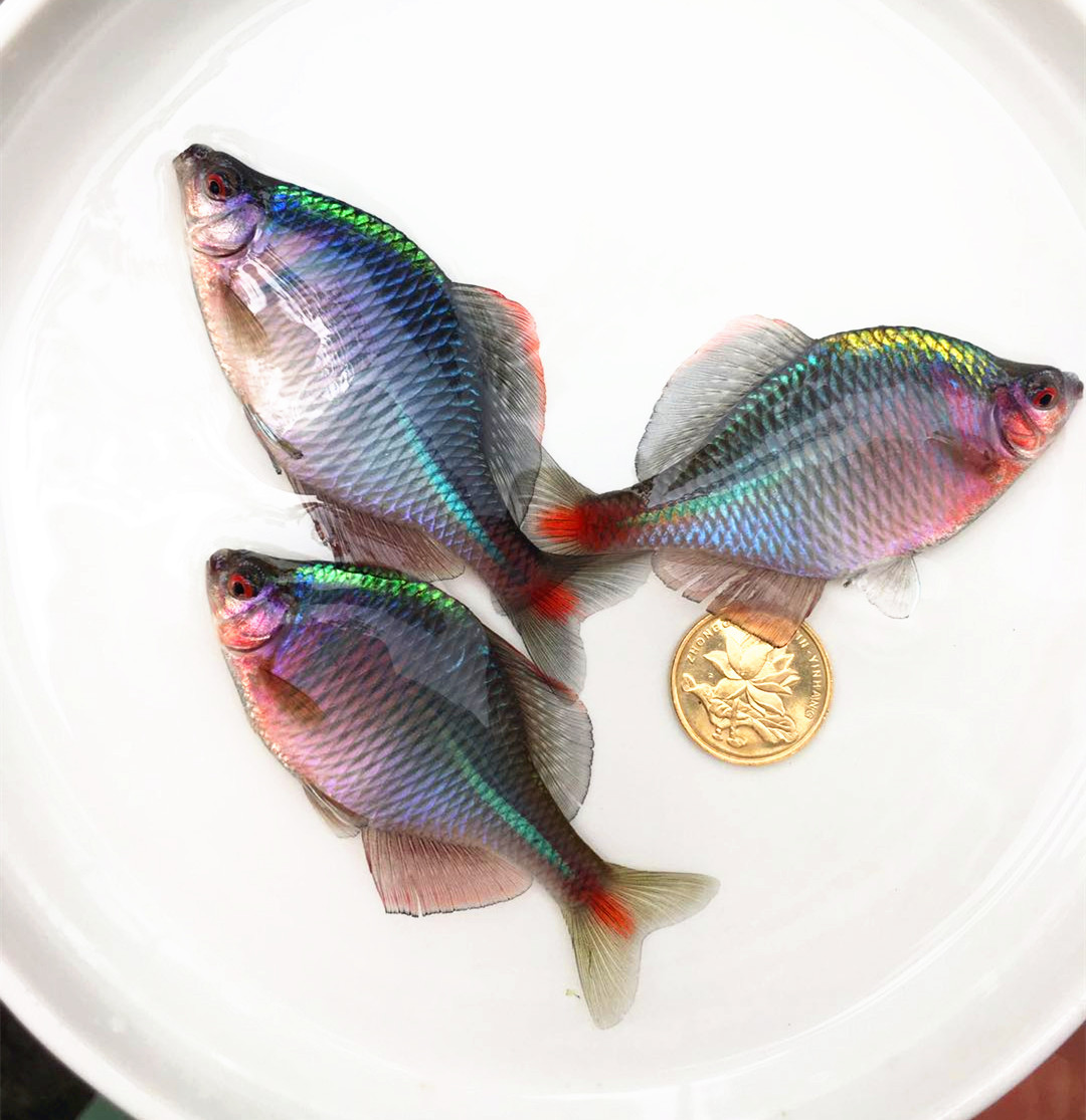 好养易活客厅观赏鳑鲏鱼 七彩鳑波鱼冷水宠物鱼容易养小型旁皮鱼