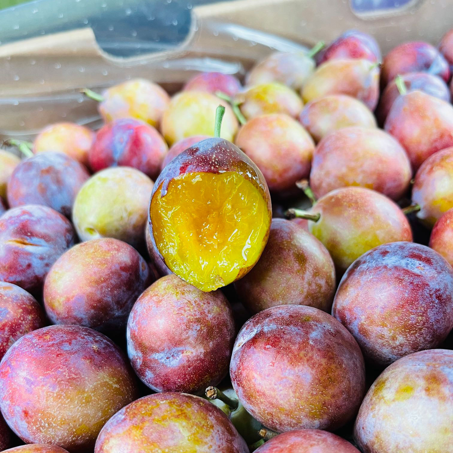 智利空运西梅新鲜水果应当季整箱黑布林脆甜李子一件代发