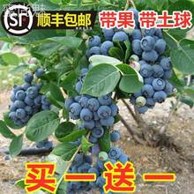 Blueberry tree fruit seedling blueberry seedling pot跨境专供