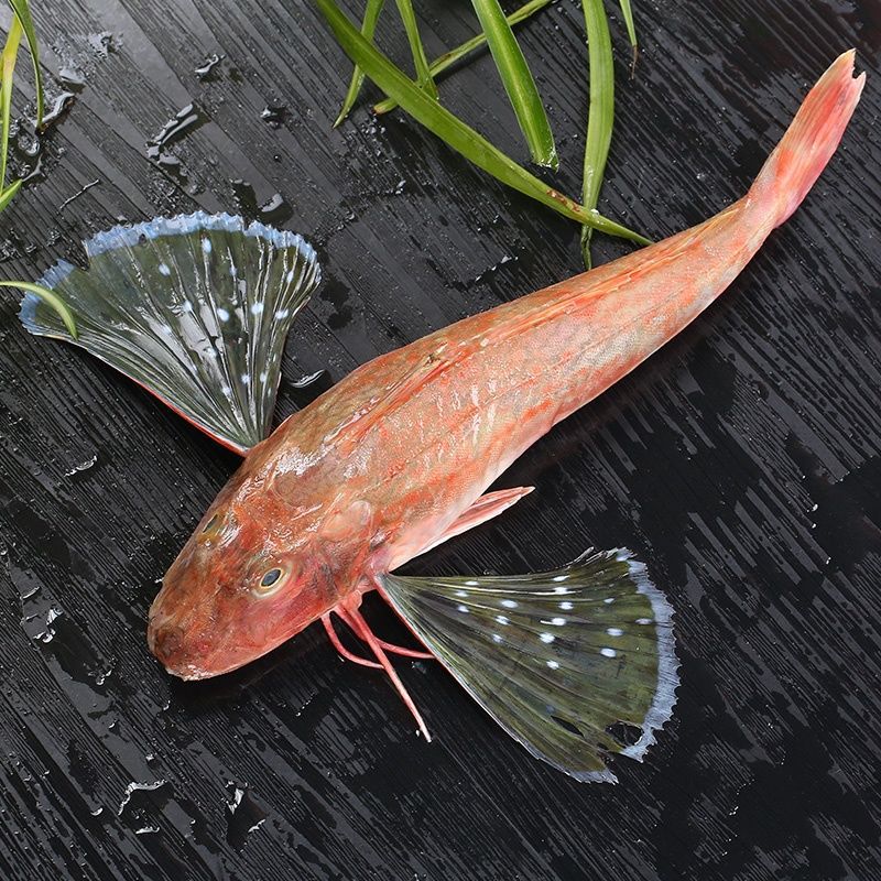 红头鱼红娘子野生海捕海鱼红绣鞋鱼鲜活海产品新鲜海鱼海鲜烧烤