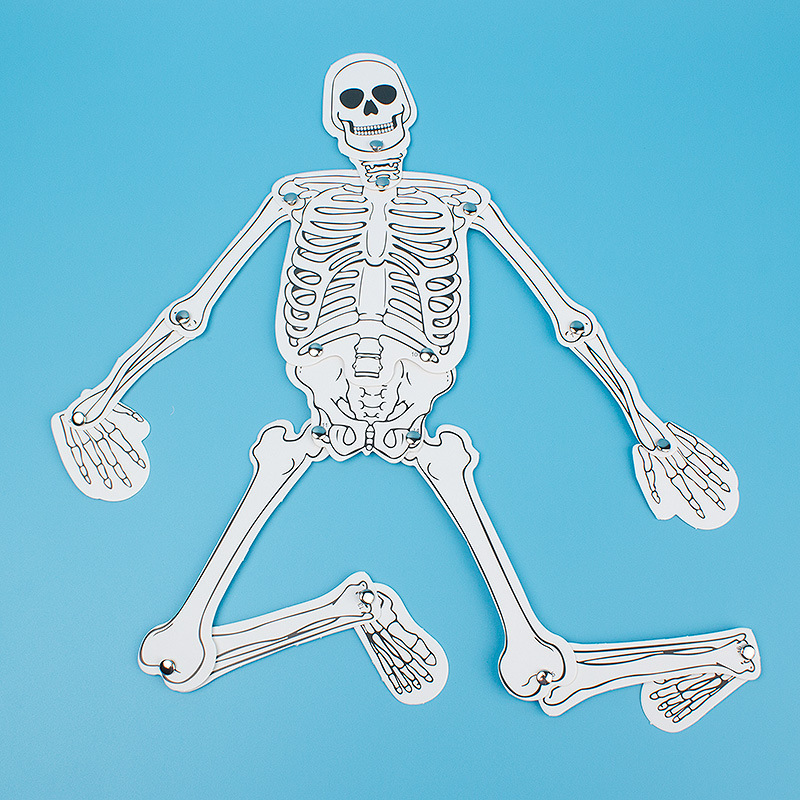 Human Skeleton Primary and Secondary School Physiological Cognition DIY Model Assembly Learning Material Package