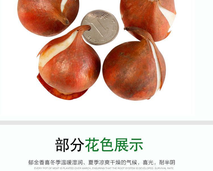 一件代发荷兰正品进口大球郁金香水培种球花种子秋冬季耐寒庭院室