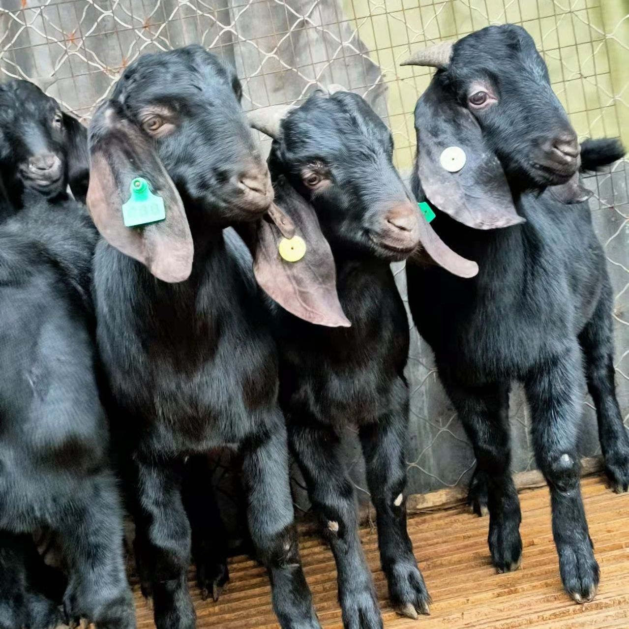 现货供应 圈养努比亚黑山羊 放养杂交黑山羊怀孕母羊 羊羔羊苗