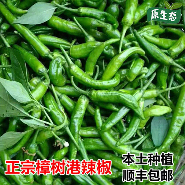 樟树港辣椒本地种植新鲜现摘农家自种湖南湘阴特产顺丰包邮