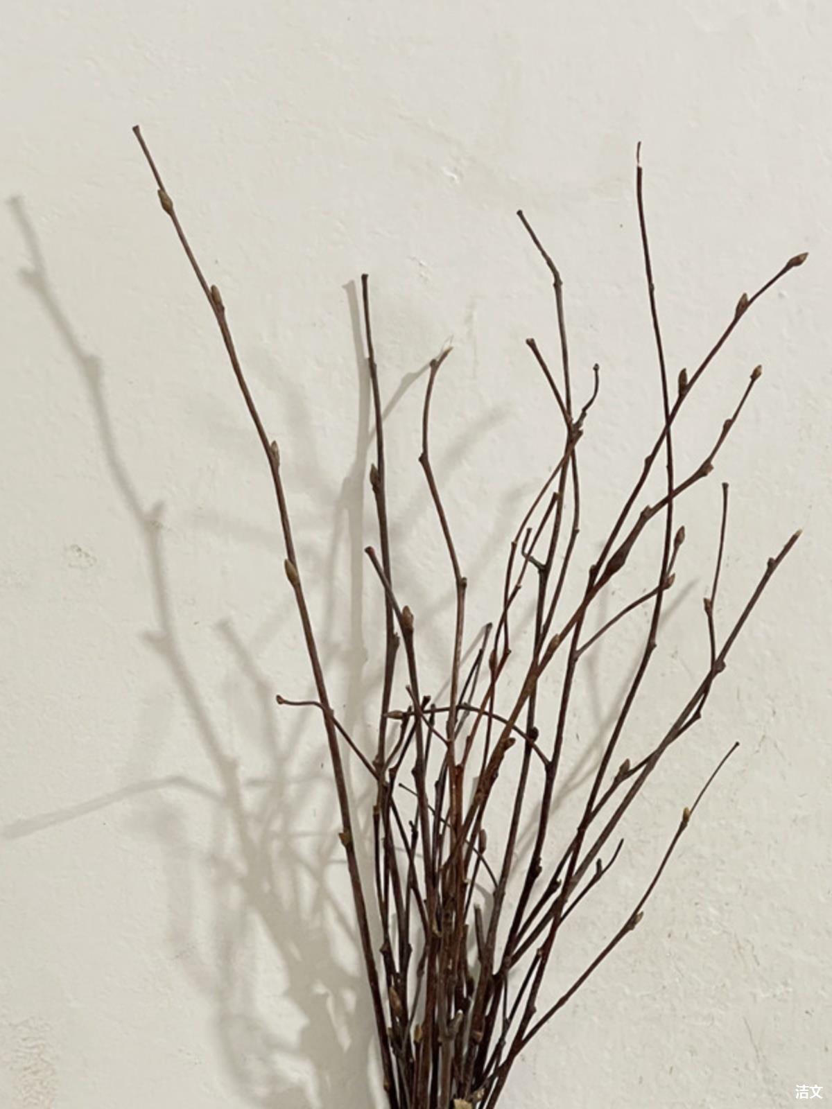 桦树枝天然干树枝带叉枝条室内摆设擦花装饰家居文艺拍摄道具