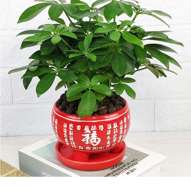 【招财树】八方来财鸭脚木大型盆栽七叶莲绿植四季常青室内外好养