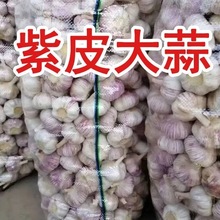 【新干蒜】山东干大蒜头5斤紫白皮农家自种蒜子毛重10斤整箱批发