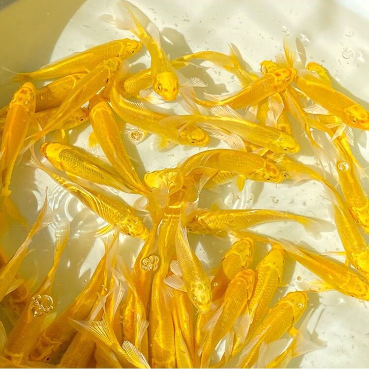精品黄金龙凤锦鲤鱼招财转运冷水蝴蝶观赏鱼好养耐活黄金锦鲤鱼
