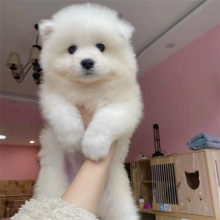 纯种萨摩耶幼犬微笑天使大白熊巨型活体白色雪橇犬家养小宠物真狗