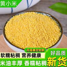 新米黄小米新货500g 新货米油多农家自产黄小米月子贡小米小米粥