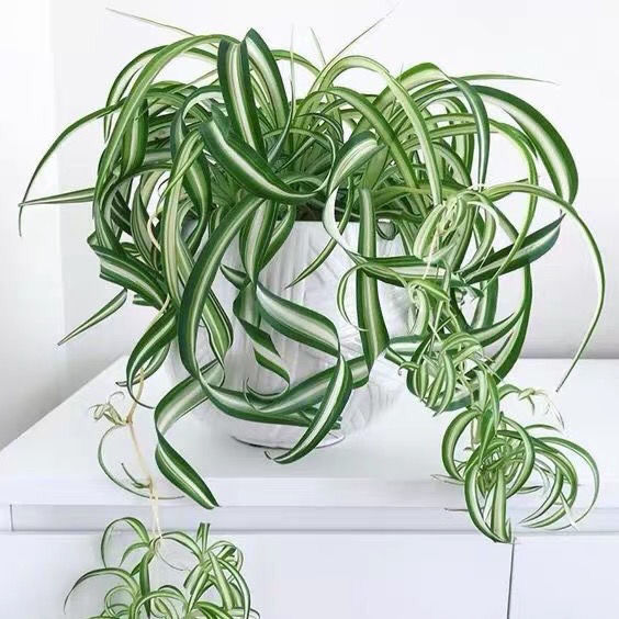 法国女郎金心卷叶吊兰垂吊观叶盆栽庭院阳台办公室新奇绿植易养