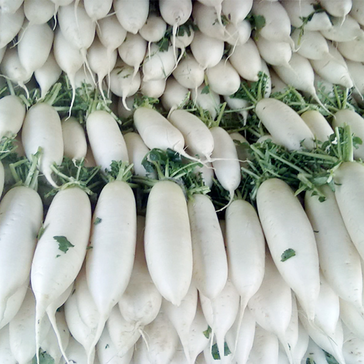 白萝卜种子种籽长阳台水萝卜菜种南方四季秋季盆栽蔬菜菜籽孑籽种