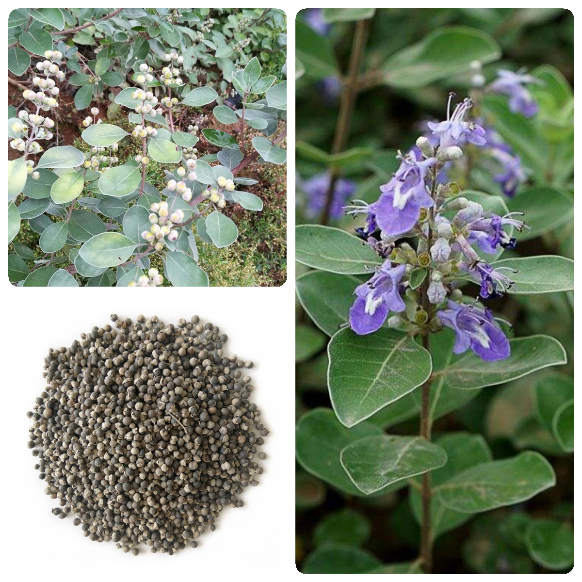 中药材种子 蔓荆子种子 花卉种子蔓荆种籽蔓菁背草种子白背白布荆