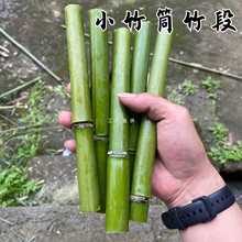 新鲜竹筒天然竹竿小竹子桌面摆件绿色竹子花艺婚庆装饰大小短竹段