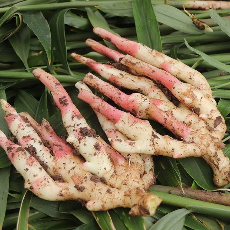 嫩姜生姜鲜姜山东大姜食用现挖现发黄姜糖醋红芽仔厂家批发代发