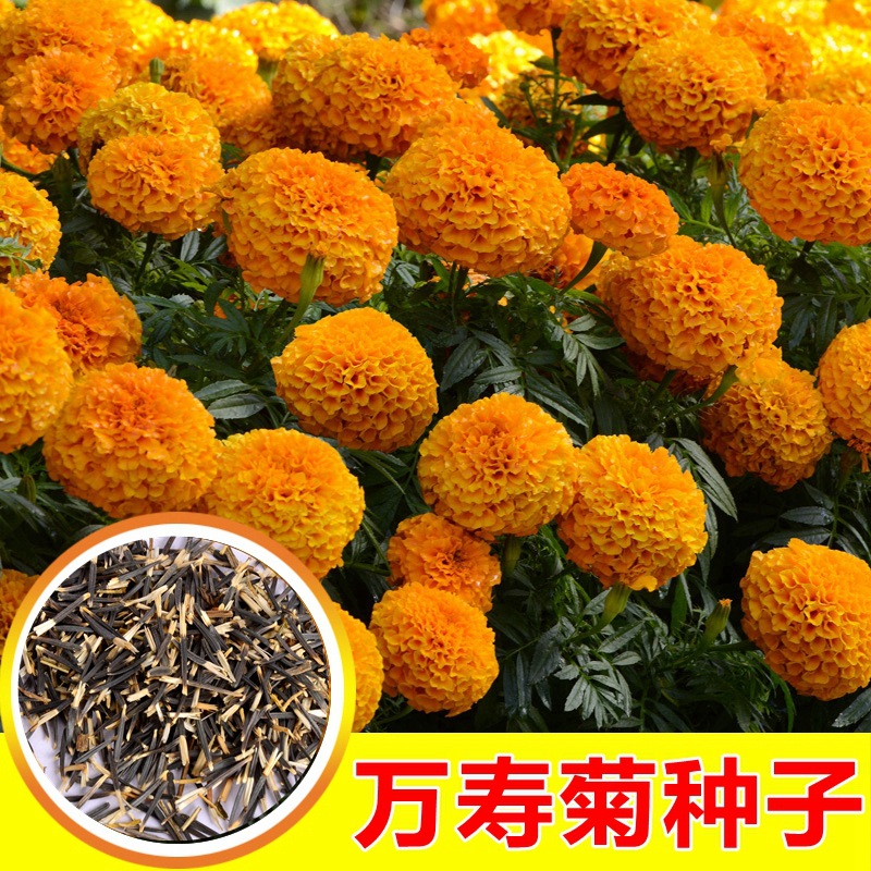 万寿菊种子芙蓉