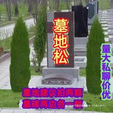 柏树苗坟前树墓前绿植坟头树坟地墓地松柏侧柏四季常青小塔柏宝塔