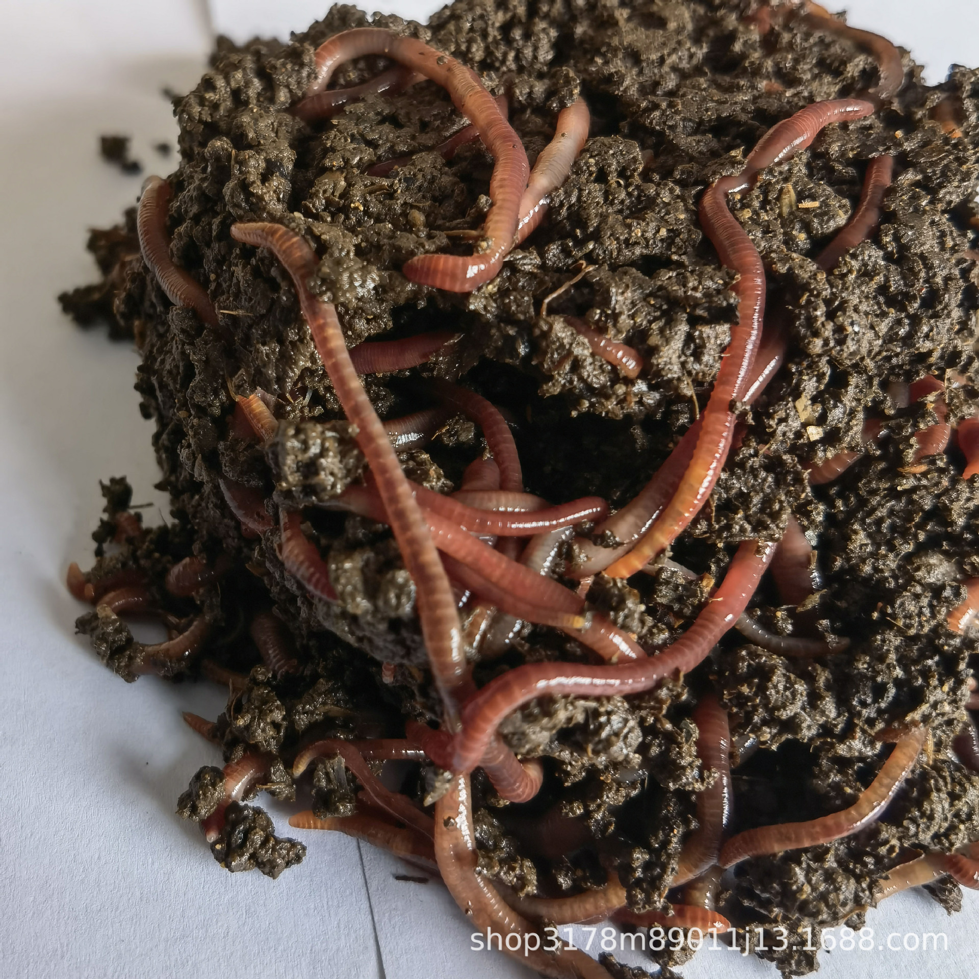 鲜活蚯蚓 大盒装活蚯蚓钓鱼蚯蚓鸟食每盒80条量足活力旺 一件50盒