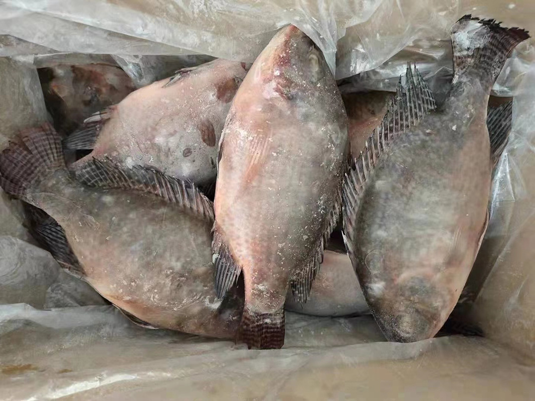 速冻tilapia罗非鱼 产地河湖溪捕捞整鱼福寿鱼冷冻非洲鲫定重包冰