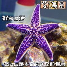 海星工具生物宠物小包活翻砂紫海星海缸海星宠物活体观赏鱼缸海洋