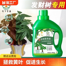 发财树营养液专用肥花肥料室内盆栽植物金钱树土水培通用绿植家用