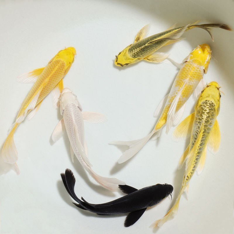 红松叶龙凤锦鲤观赏鱼小型淡水好养金鱼类锦鲤凤尾锦鲤长尾风水斑