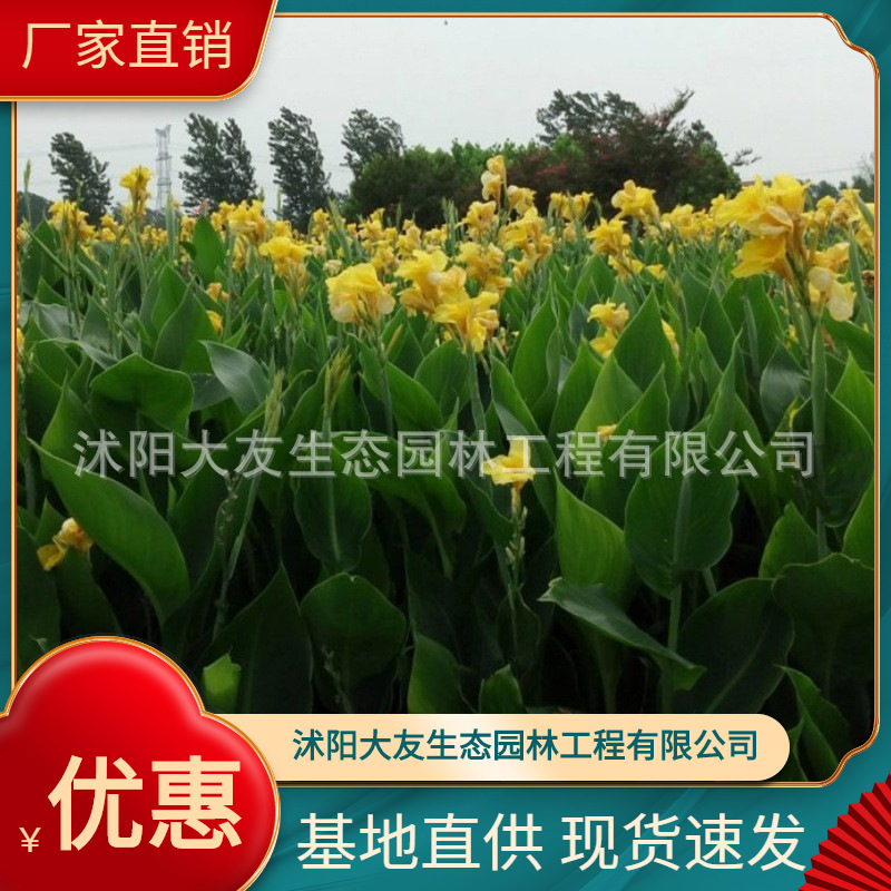 基地直供  美人蕉 红花 黄花 粉花 紫叶 花叶美人蕉 量大从优